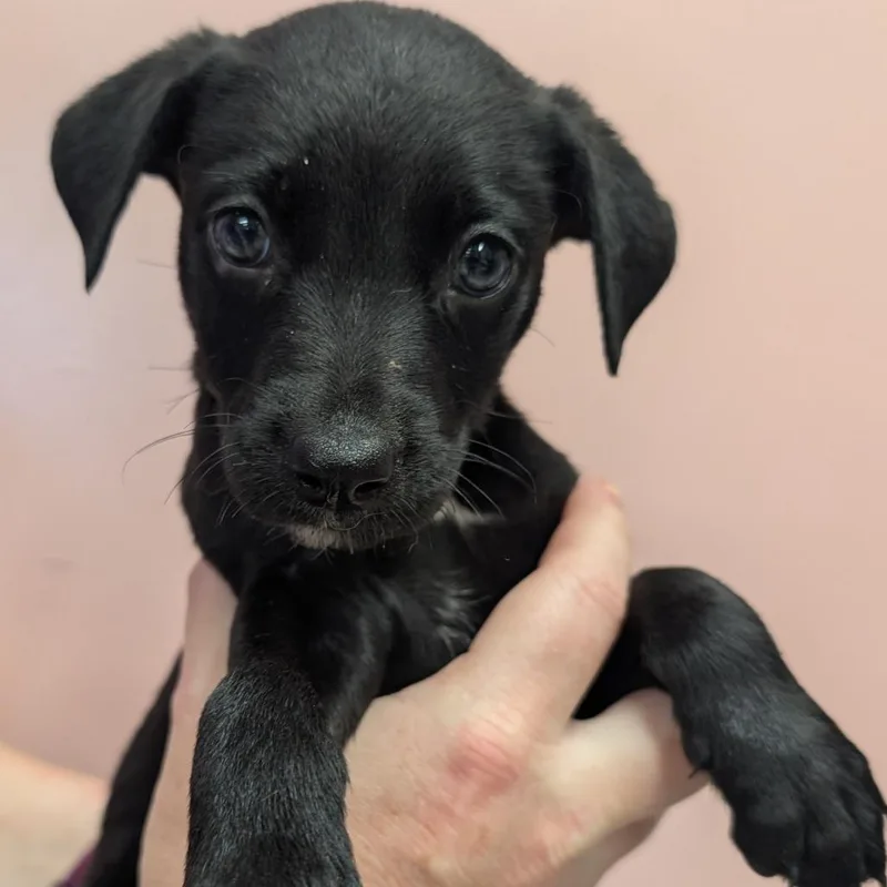 A baby small-sized female Black Mixed Breed dog named Snack Wrap for adoption in Huntsville, AR