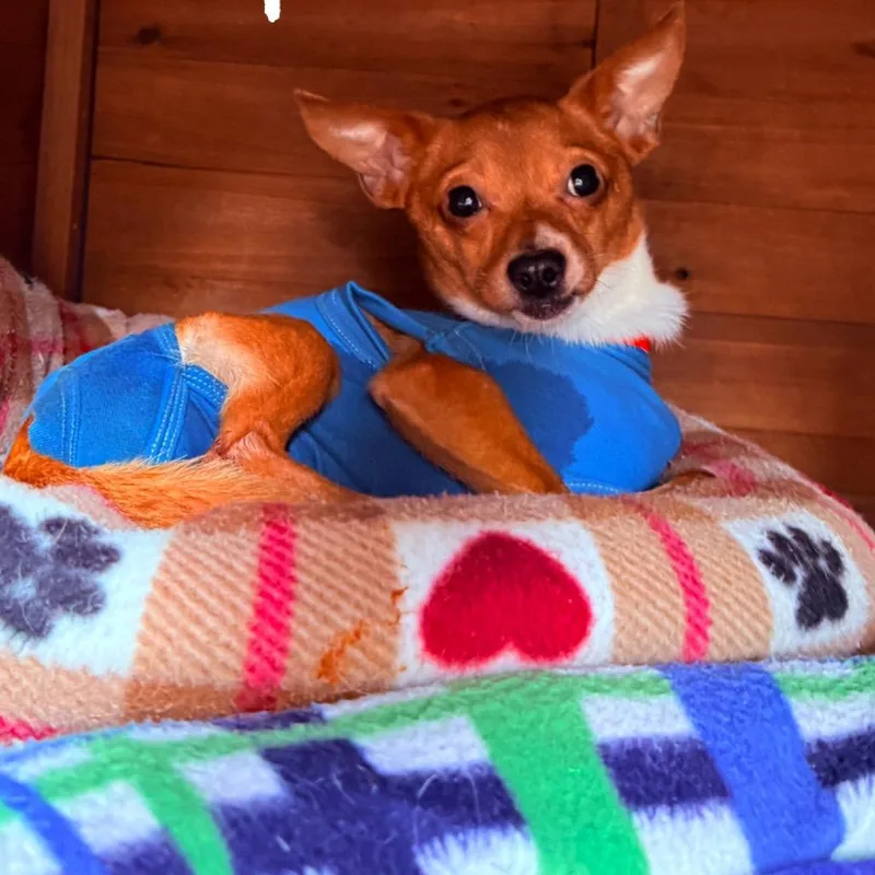 An adult small-sized male Brown / Chocolate Chihuahua dog named Captain for adoption in San Diego, CA