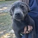 A baby small-sized female Gray / Blue / Silver Labrador Retriever dog named Almond for adoption in Clearwater, FL