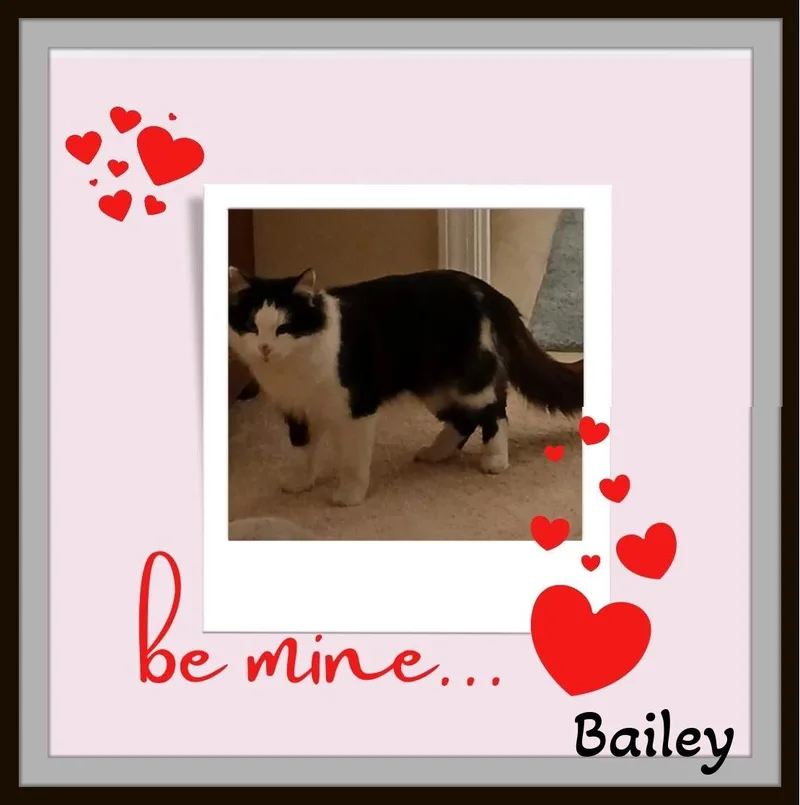 Meet Bailey – Your thumbnail 2