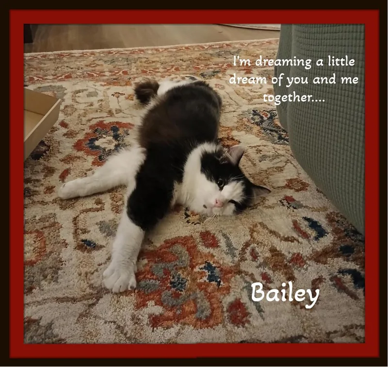 Meet Bailey – Your