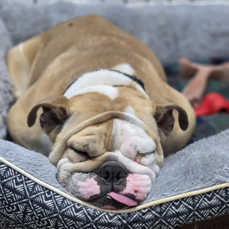 An adult medium-sized female Bulldog dog named Louise for adoption in Neillsville, WI