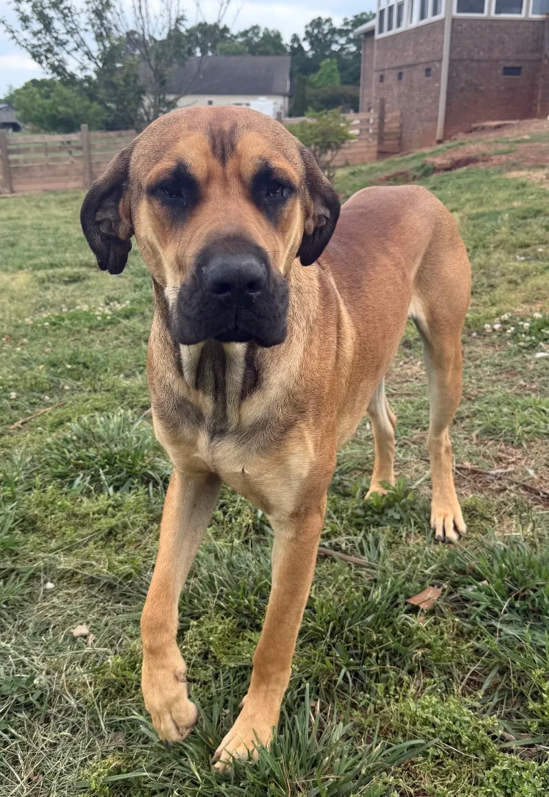 A young extra large-sized male Fawn Great Dane dog named Dobbie for adoption