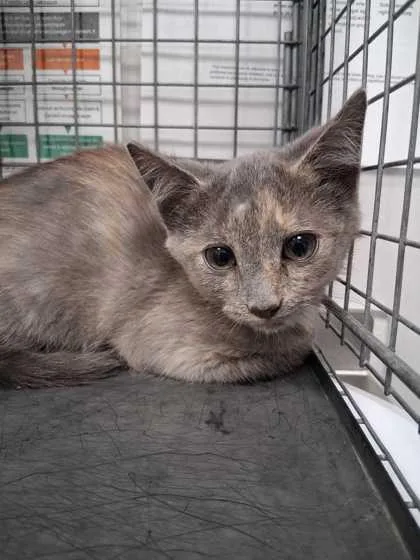 A baby small-sized female Domestic Short Hair cat named Scorch for adoption in Sevierville, TN