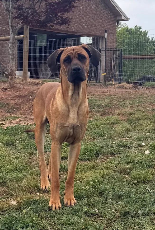 A young extra large-sized male Great Dane dog named Duke for adoption