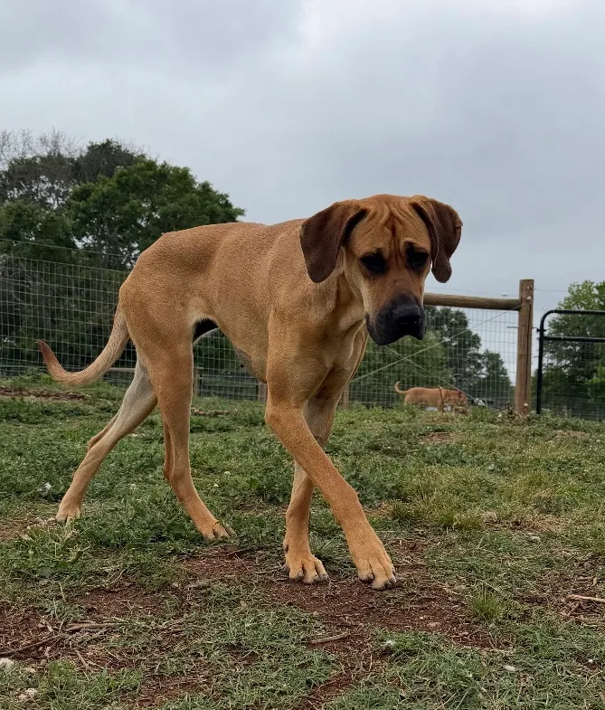 A young extra large-sized female Fawn Great Dane dog named Nala for adoption