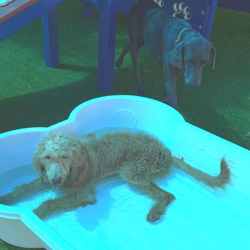 Honeybun thumbnail 6