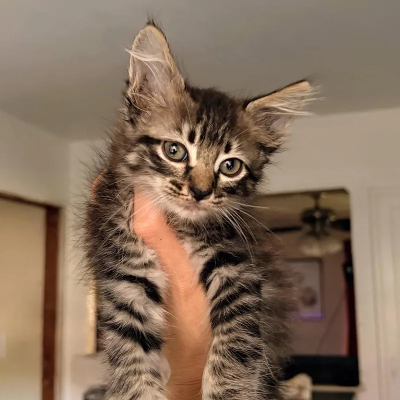 A baby small-sized male Gray / Blue / Silver Domestic Long Hair cat named Friar Tuck for adoption in Boerne, TX