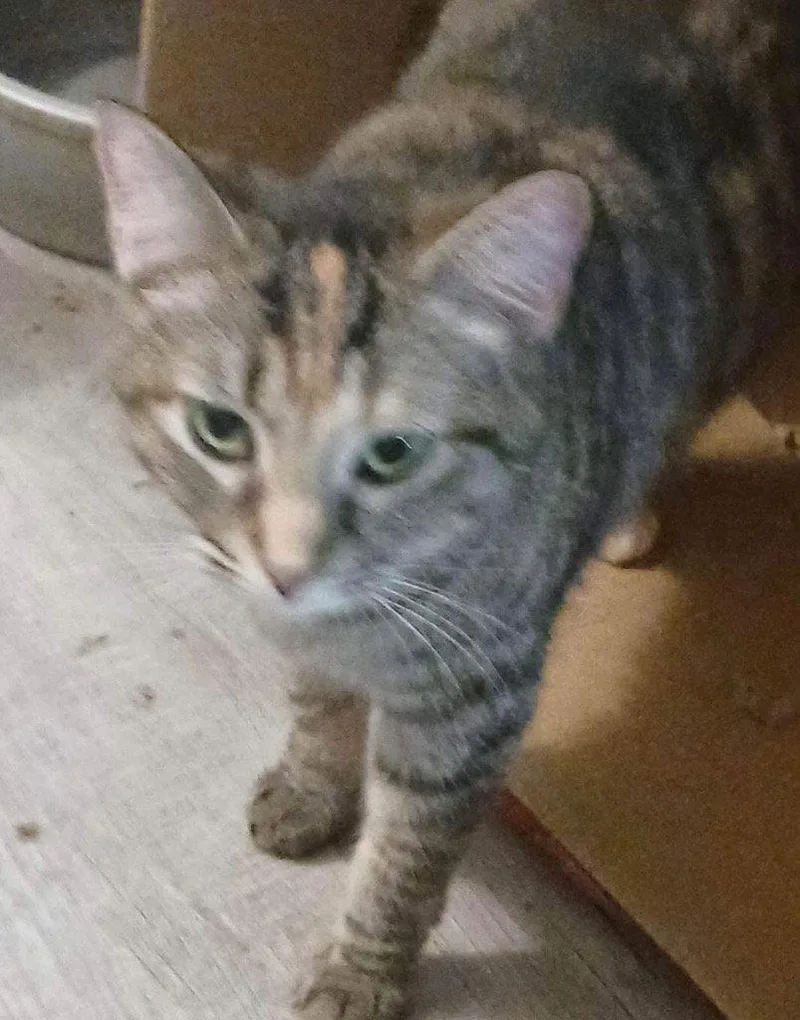 An adult medium-sized female Domestic Short Hair cat named Blair for adoption in Cromwell, KY