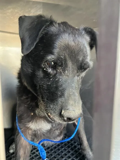 An adult large-sized male Mixed Breed dog named Sam for adoption in Dallas, TX