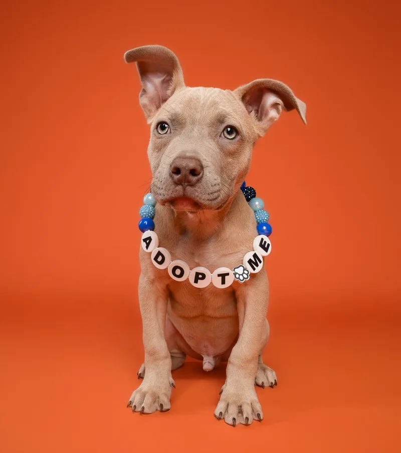 A baby medium-sized male Apricot / Beige Pit Bull Terrier dog named Cypress for adoption in Miramar, FL