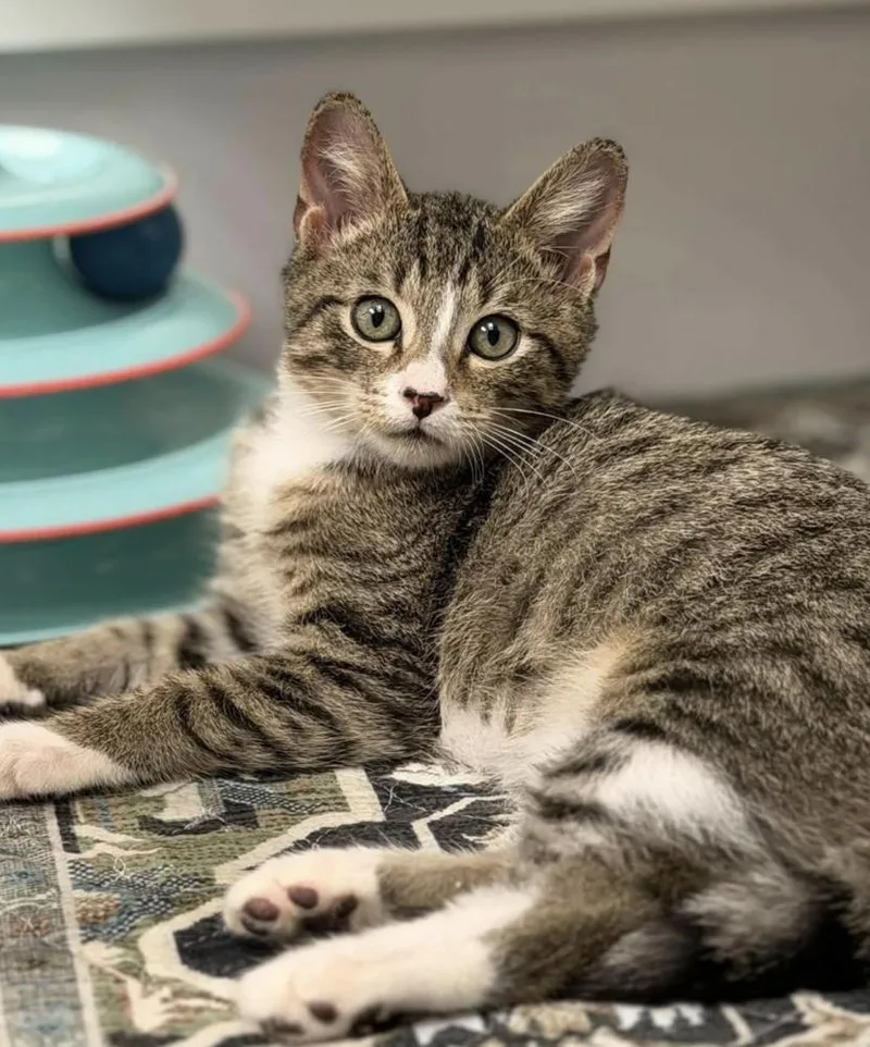 A baby small-sized male Domestic Short Hair cat named Wimbledon for adoption in Fort Lauderdale, FL