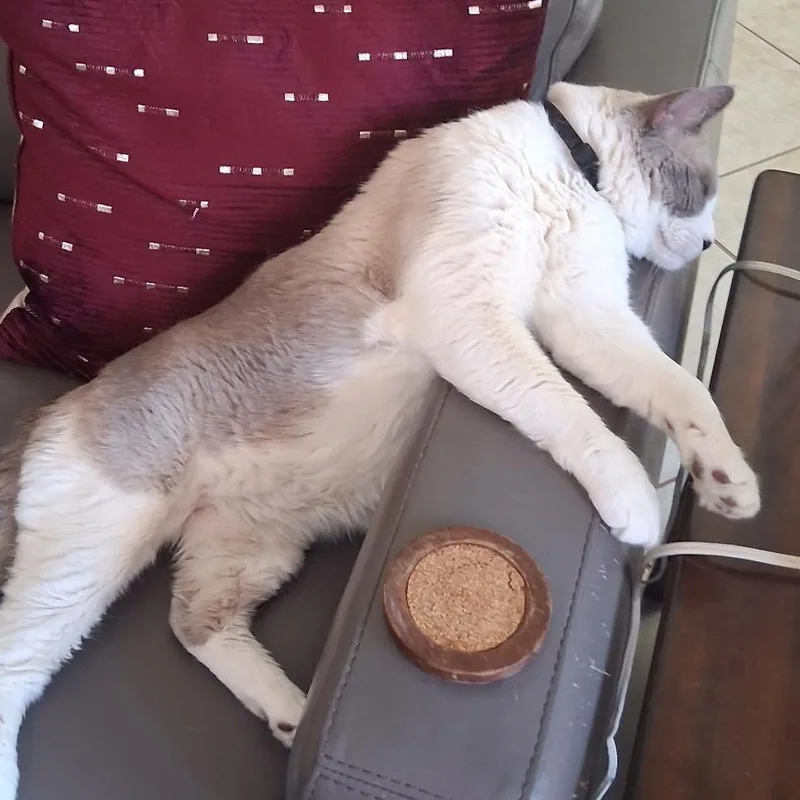 Cowboy Up thumbnail 2