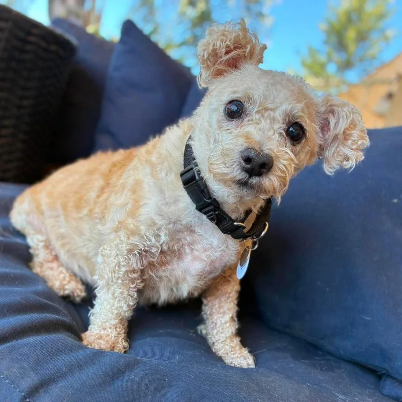 Paco