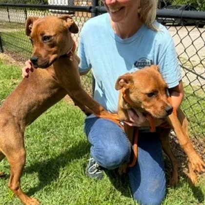 A young medium-sized female Mixed Breed dog named Velma for adoption in Madison, NJ