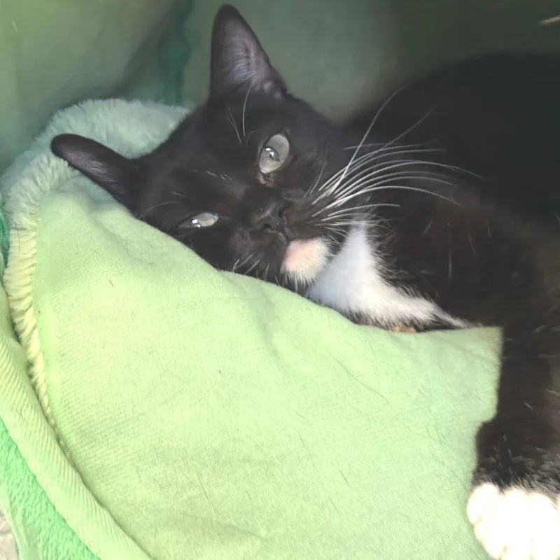 Willow thumbnail 3