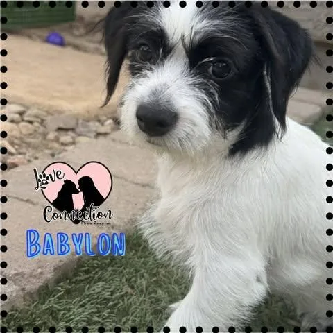 Babylon