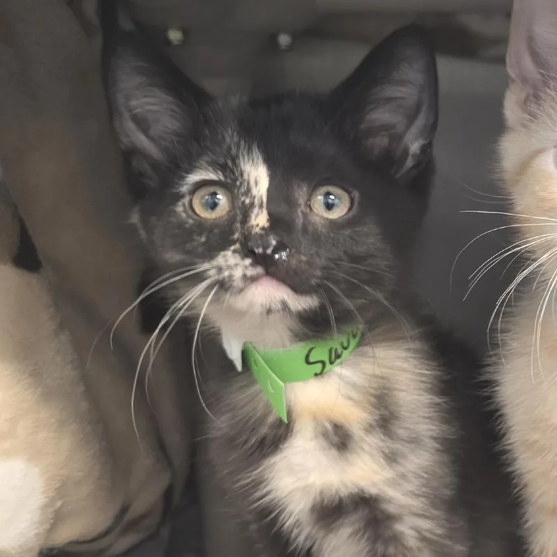 A baby small-sized female Black Domestic Short Hair cat named Savannah for adoption in Fort Wayne, IN