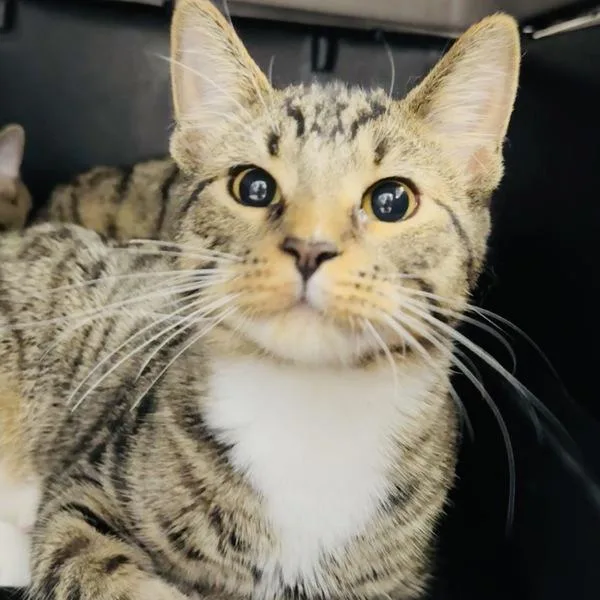 A young small-sized male Domestic Short Hair cat named Jaxx Bonded Buddy for adoption in Des Moines, IA