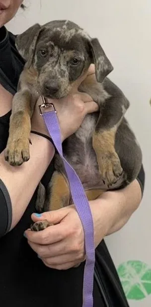 Vickey the Catahoula Puppy