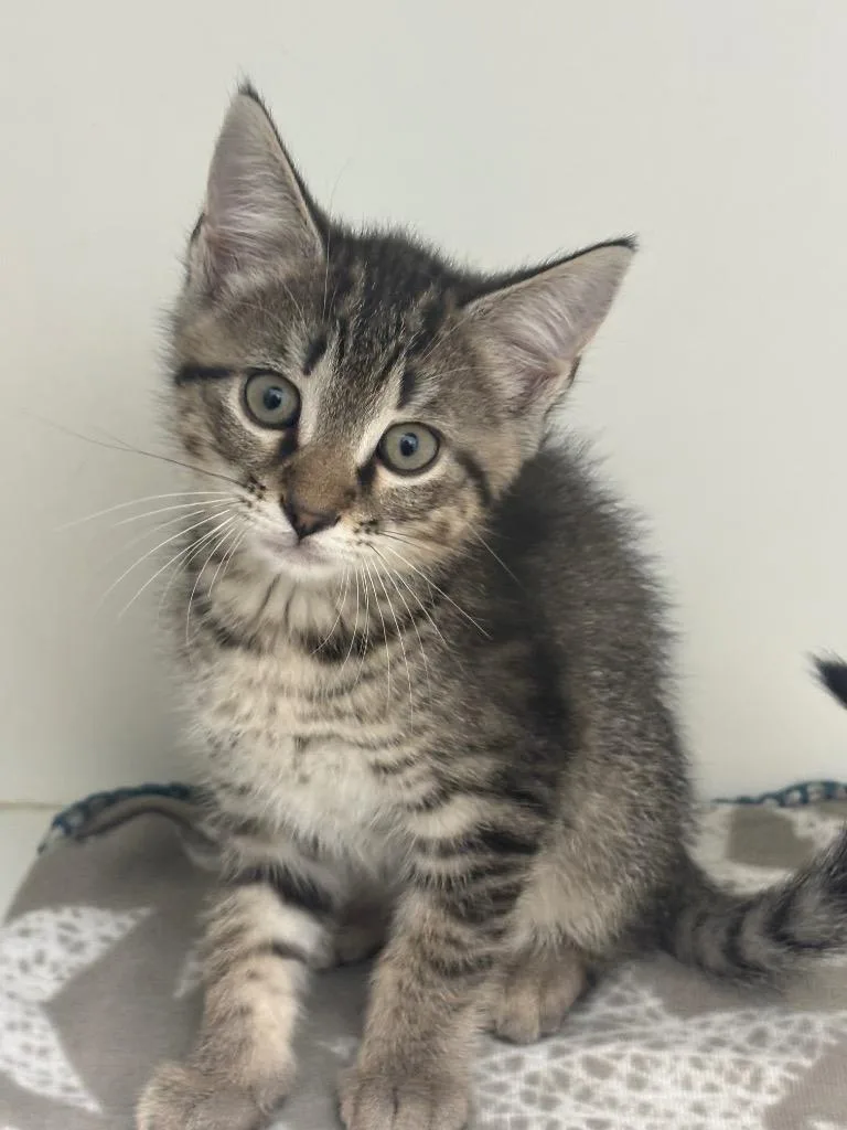A baby small-sized male Domestic Short Hair cat named Dicey for adoption in Hartsville, SC