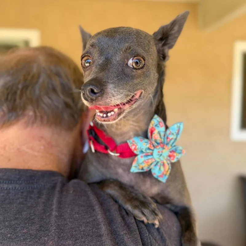 A senior small-sized female Gray / Blue / Silver Chihuahua dog named Mavis for adoption in Ramona, CA