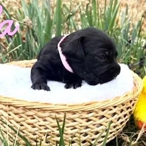 Lexi's Bella thumbnail 2