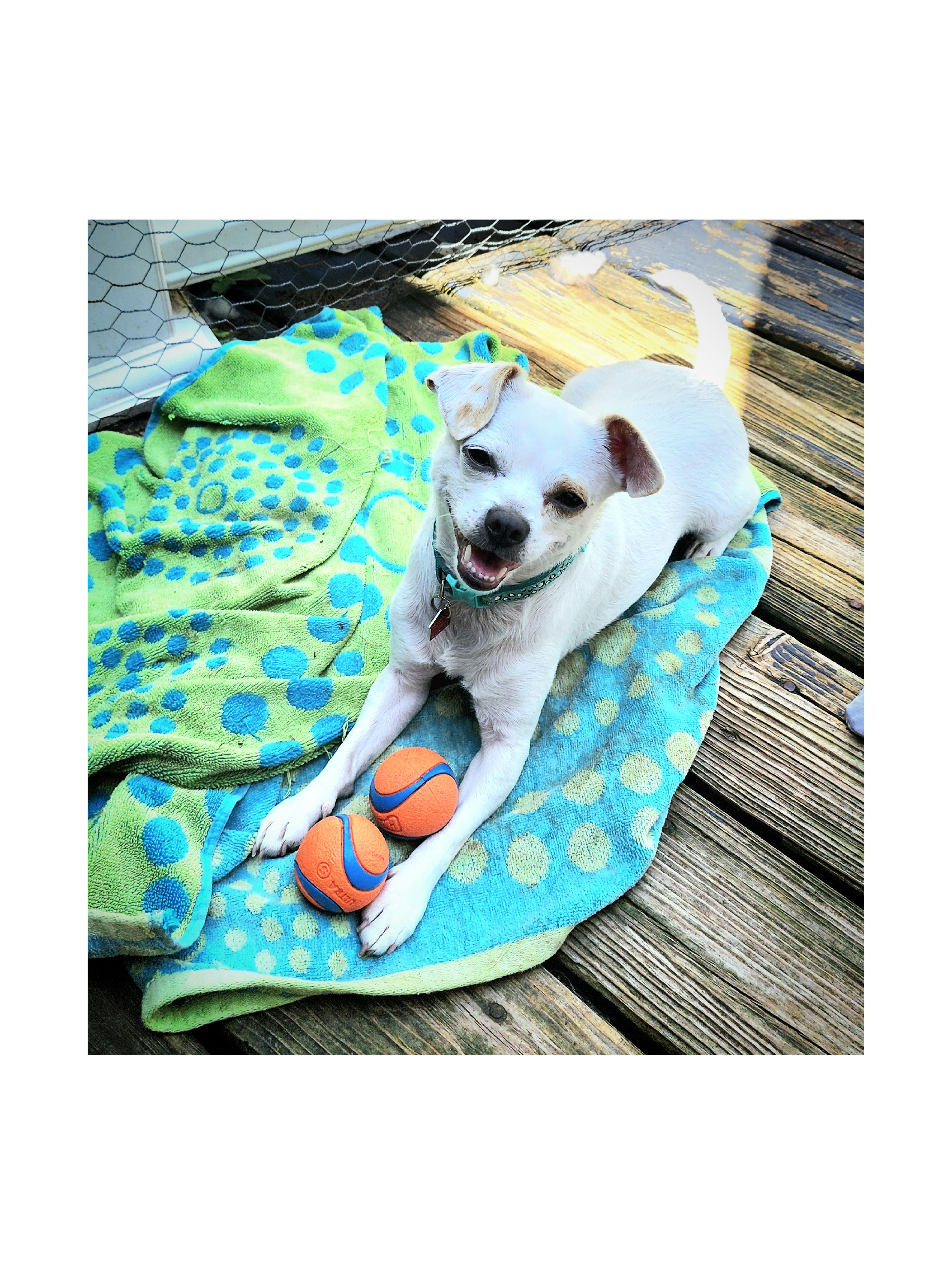 A young small-sized male White / Cream Chihuahua dog named Chip for adoption in Lake Geneva, WI