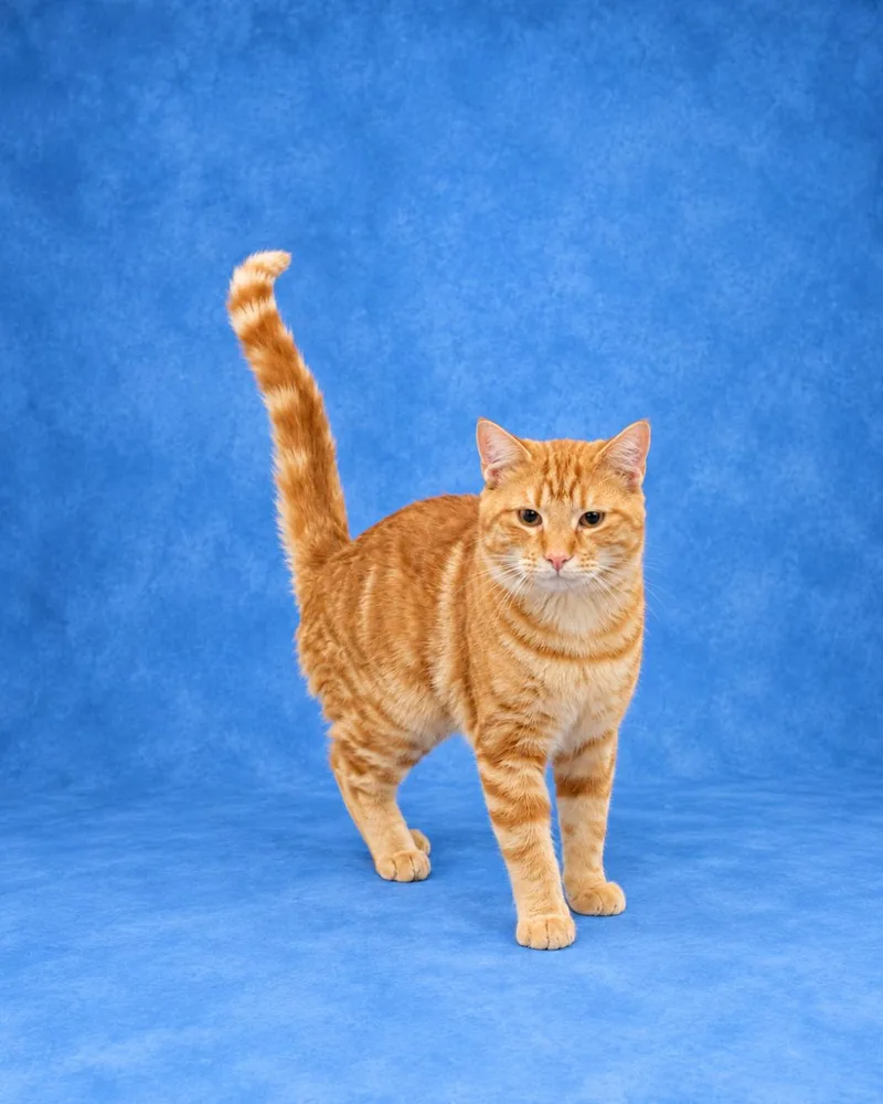 A young large-sized male Tabby (Orange / Red) Domestic Short Hair cat named Abraham for adoption in Heber Springs, AR