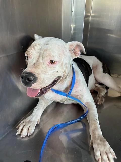 An adult large-sized female Pit Bull Terrier dog named Shelby for adoption in Mesa, AZ