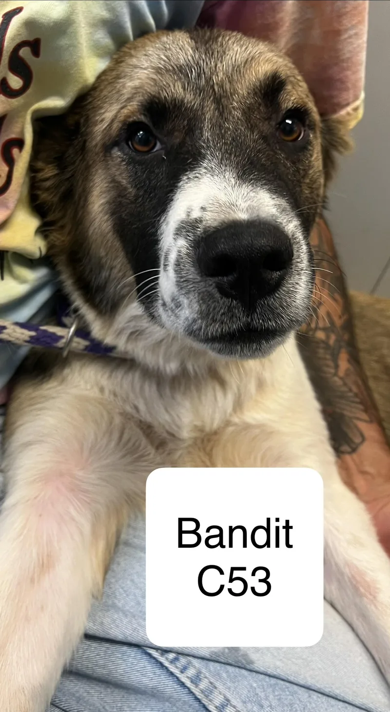 Bandit