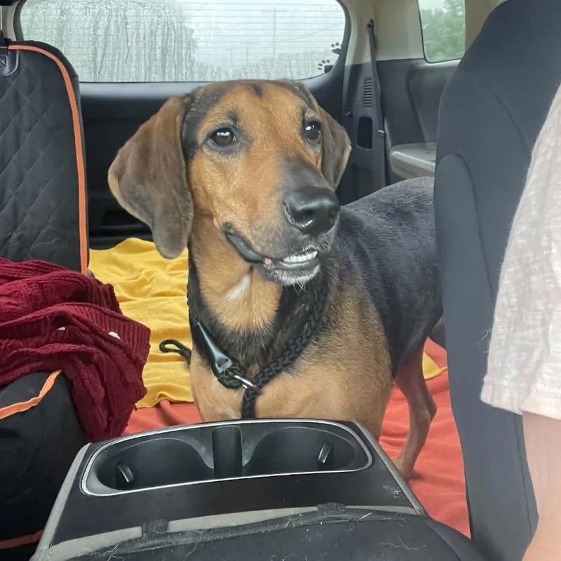 An adult medium-sized female Yellow / Tan / Blond / Fawn Hound dog named Pippa for adoption in Frederick, MD