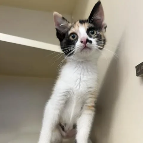 A baby small-sized female Cream / Ivory Domestic Short Hair cat named Sweet Pea for adoption in Dayton, OH