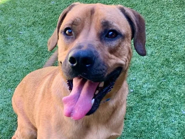 A young large-sized male Mastiff dog named Paco for adoption in Moreno Valley, CA