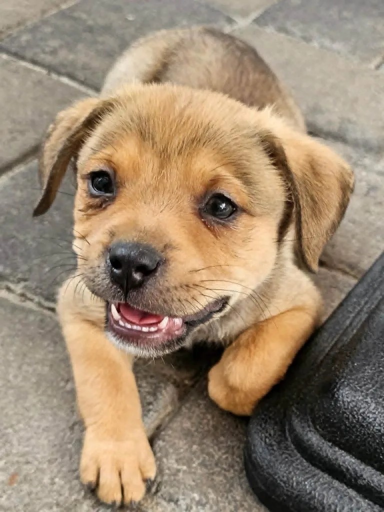 A baby medium-sized female Mixed Breed dog named Rumi for adoption in Mesa, AZ