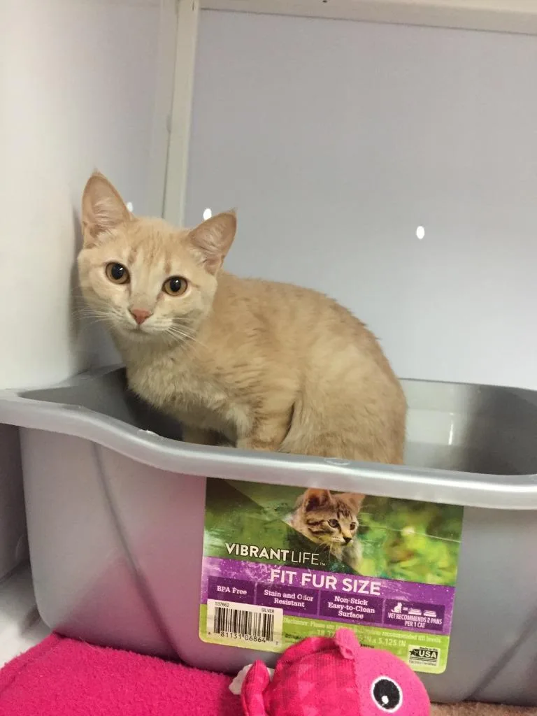 A baby medium-sized female Domestic Short Hair cat named Lachlan for adoption in Peoria, AZ