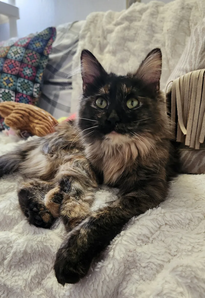 A young small-sized female Tortoiseshell Tortoiseshell cat named Harmony for adoption