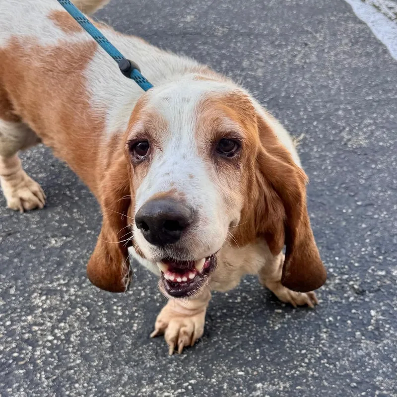 An adult medium-sized female Red / Chestnut / Orange Basset Hound dog named Rosie  Chino Hills for adoption in Chino Hills, CA