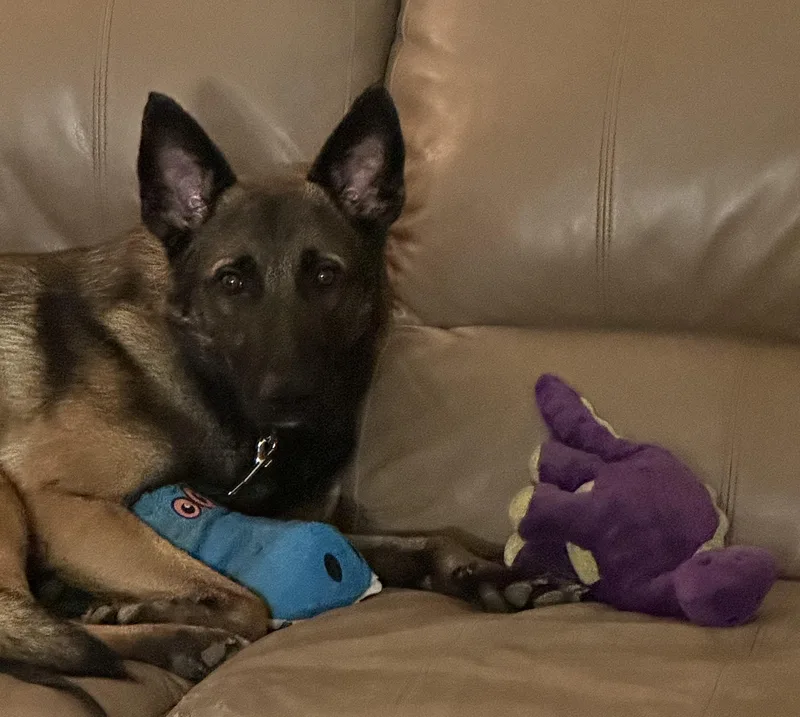 An adult medium-sized male Black Belgian Shepherd / Malinois dog named Creed for adoption in Kuna, ID