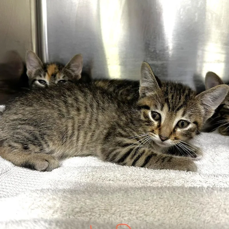 A baby small-sized male Gray / Blue / Silver Domestic Short Hair cat named Peter for adoption in Warrensburg, MO