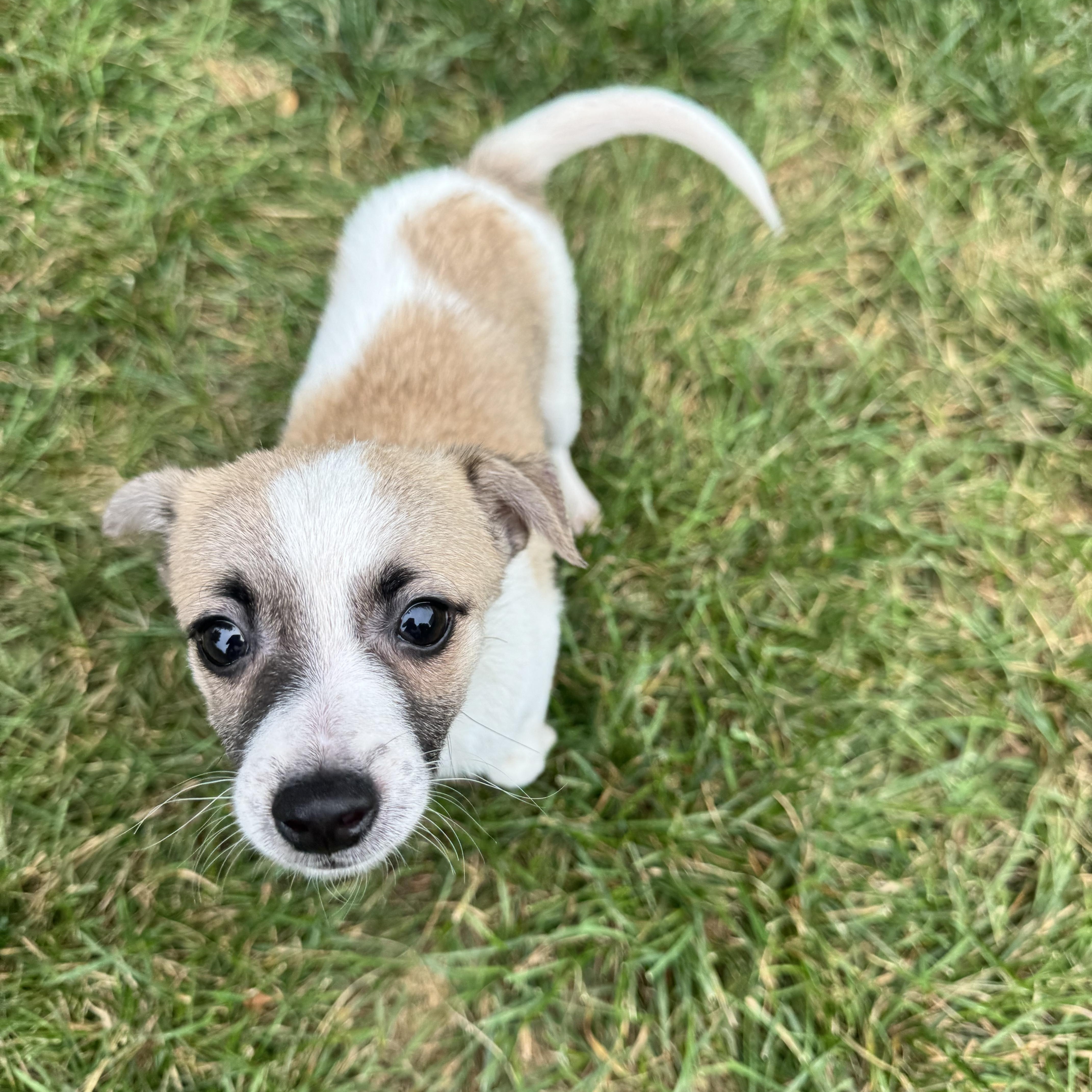 A baby small-sized male Terrier dog named Oliver for adoption in Gainesville, VA