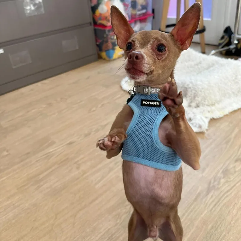 Hamilton thumbnail 4