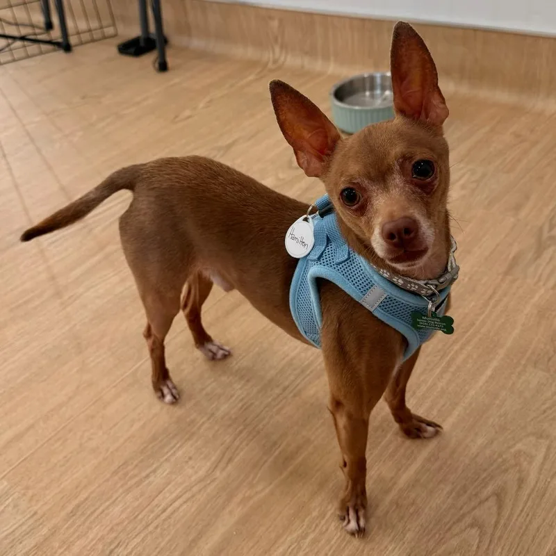 Hamilton thumbnail 6