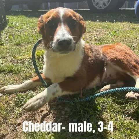 Cheddar thumbnail 3
