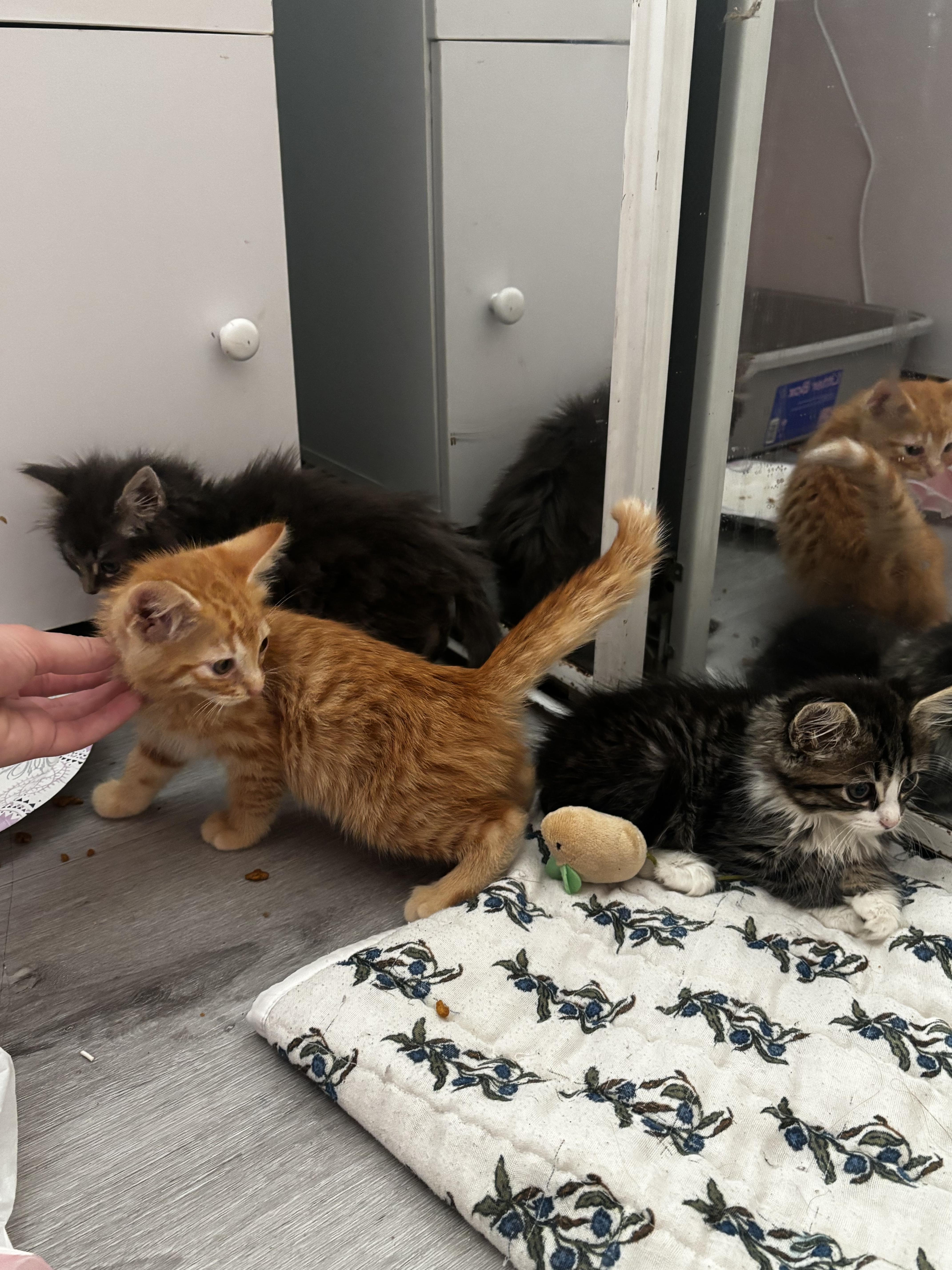 A baby small-sized male Domestic Long Hair cat named Dutch for adoption in Long Beach, CA