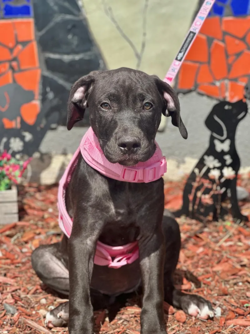 A young medium-sized female Black Labrador Retriever dog named Cayenne for adoption in Miami, FL