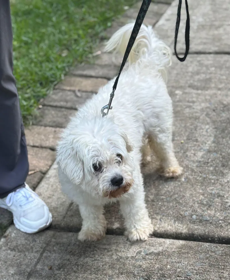A young small-sized male Shih poo dog named Bayley for adoption in Matthews, NC