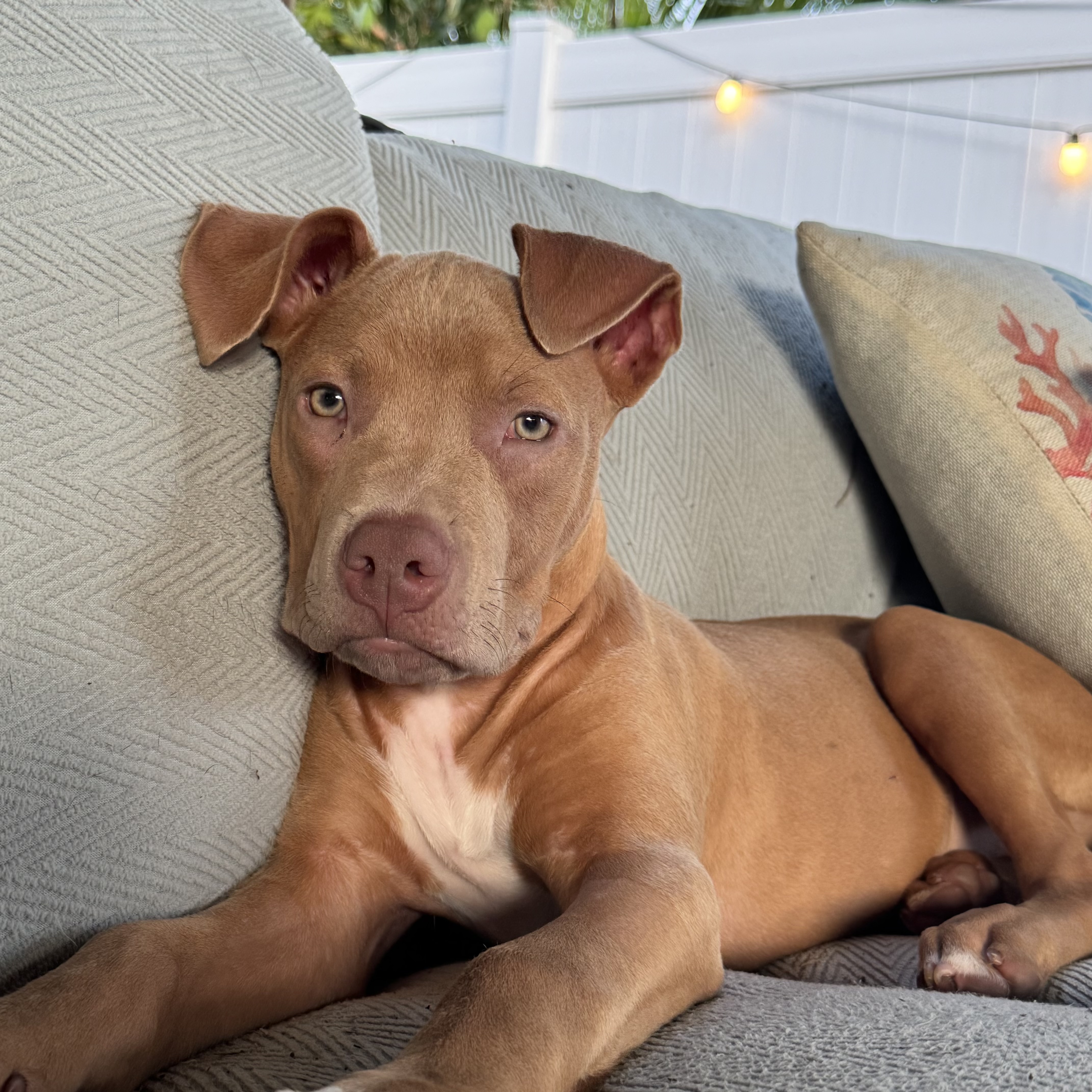A baby medium-sized male Red / Chestnut / Orange Pit Bull Terrier dog named Peanut for adoption in Miramar, FL
