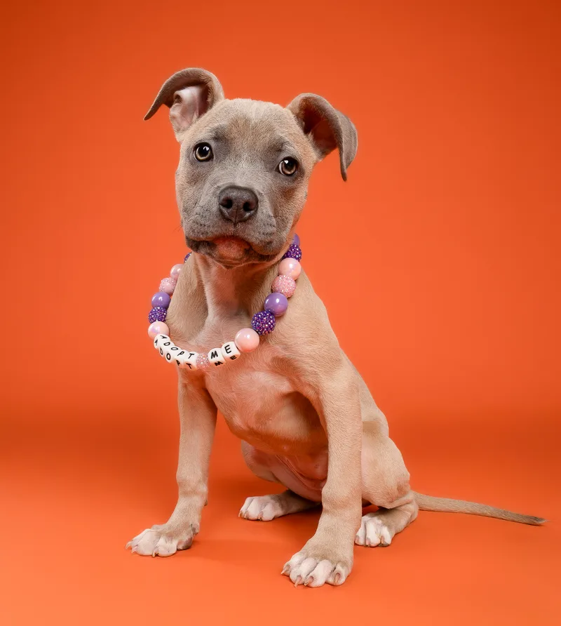 A baby medium-sized female Brown / Chocolate Pit Bull Terrier dog named Sage for adoption in Miramar, FL