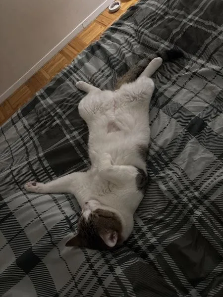 An adult large-sized male Domestic Short Hair cat named Evergreen for adoption in Ridgewood, NY